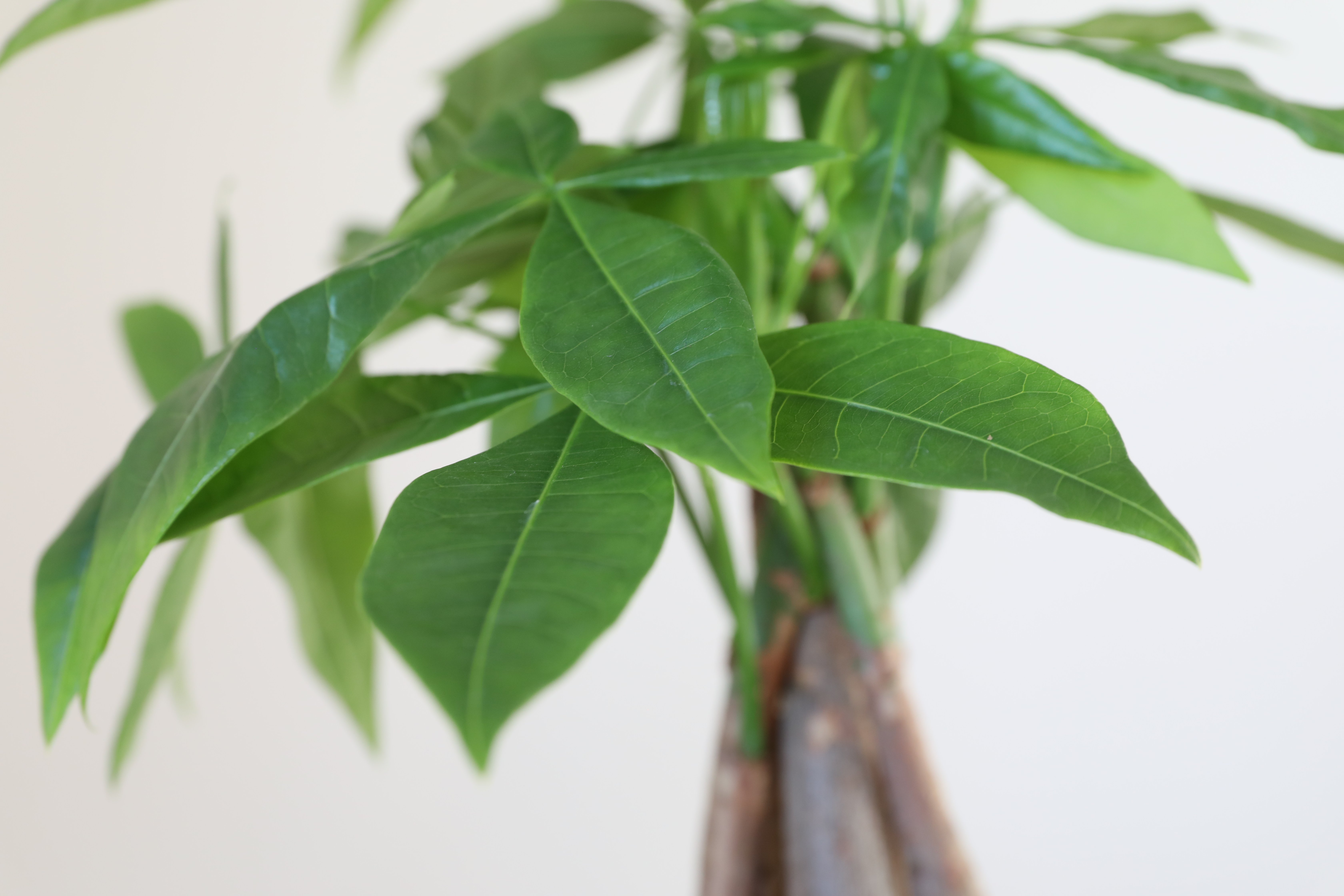 How to Repot a Money Tree Plant